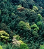 青海省持續(xù)開展大規(guī)模造林，國土綠化面積進(jìn)一步擴(kuò)大，省東部地區(qū)森林覆蓋率達(dá)32%高于全國平均水平