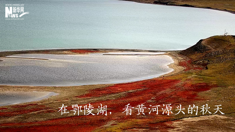 三江源慢直播丨在鄂陵湖，看黃河源頭的秋天