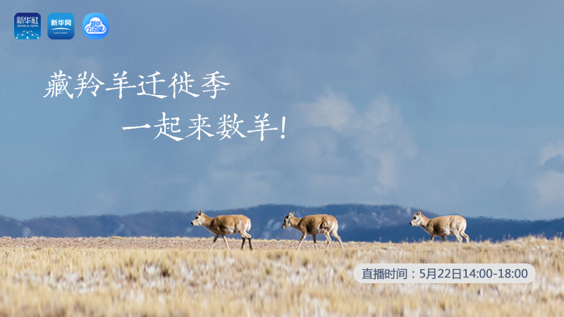 三江源慢直播丨藏羚羊遷徙季 一起來(lái)數(shù)羊！