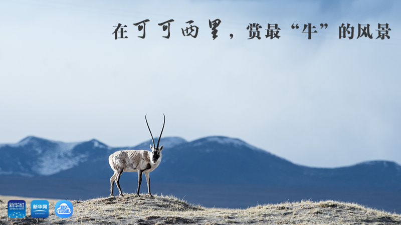 三江源慢直播丨在可可西里，賞最“牛”的美景